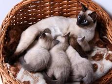 Кошка Беременность Неделя Фото