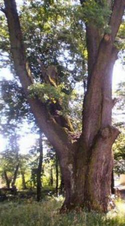 Памятник природы Дуб бургундский