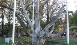 Запорізький дуб