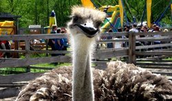 Ясногородская страусиная ферма